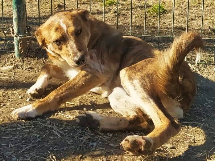 Adozione cane, femmina, Razza sconosciuta Razza sconosciuta, 1 anno e 10 mesi , taglia media contenuta, Torino