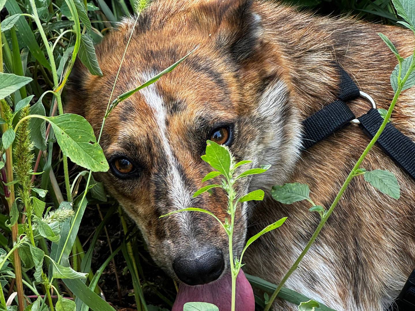 Adotta un cane, femmina, 1 anno e 10 mesi , Torino