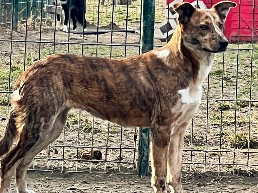 Adotta un cane, taglia media contenuta, femmina, Torino