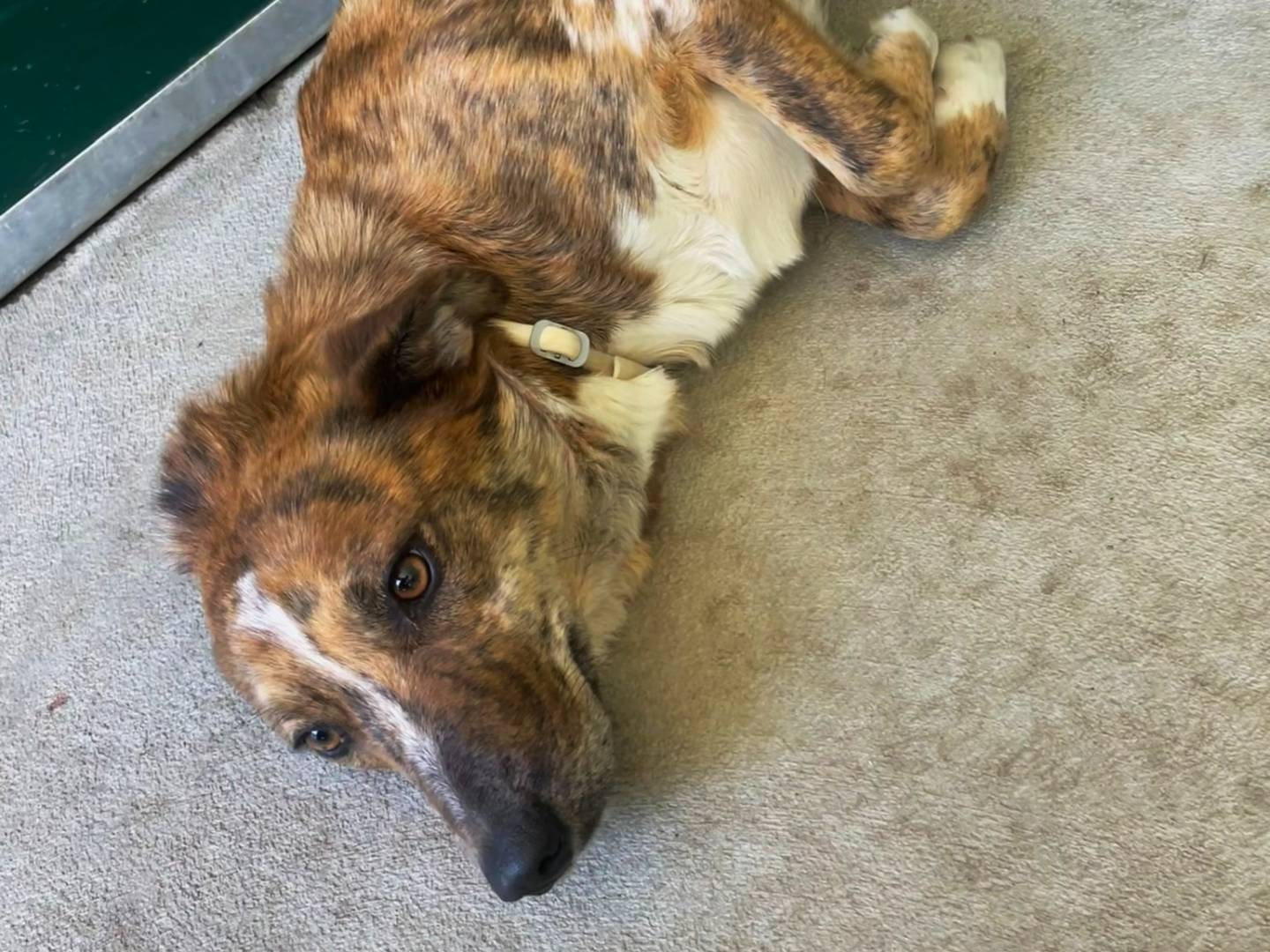 Vuoi adottare un cane a Torino?