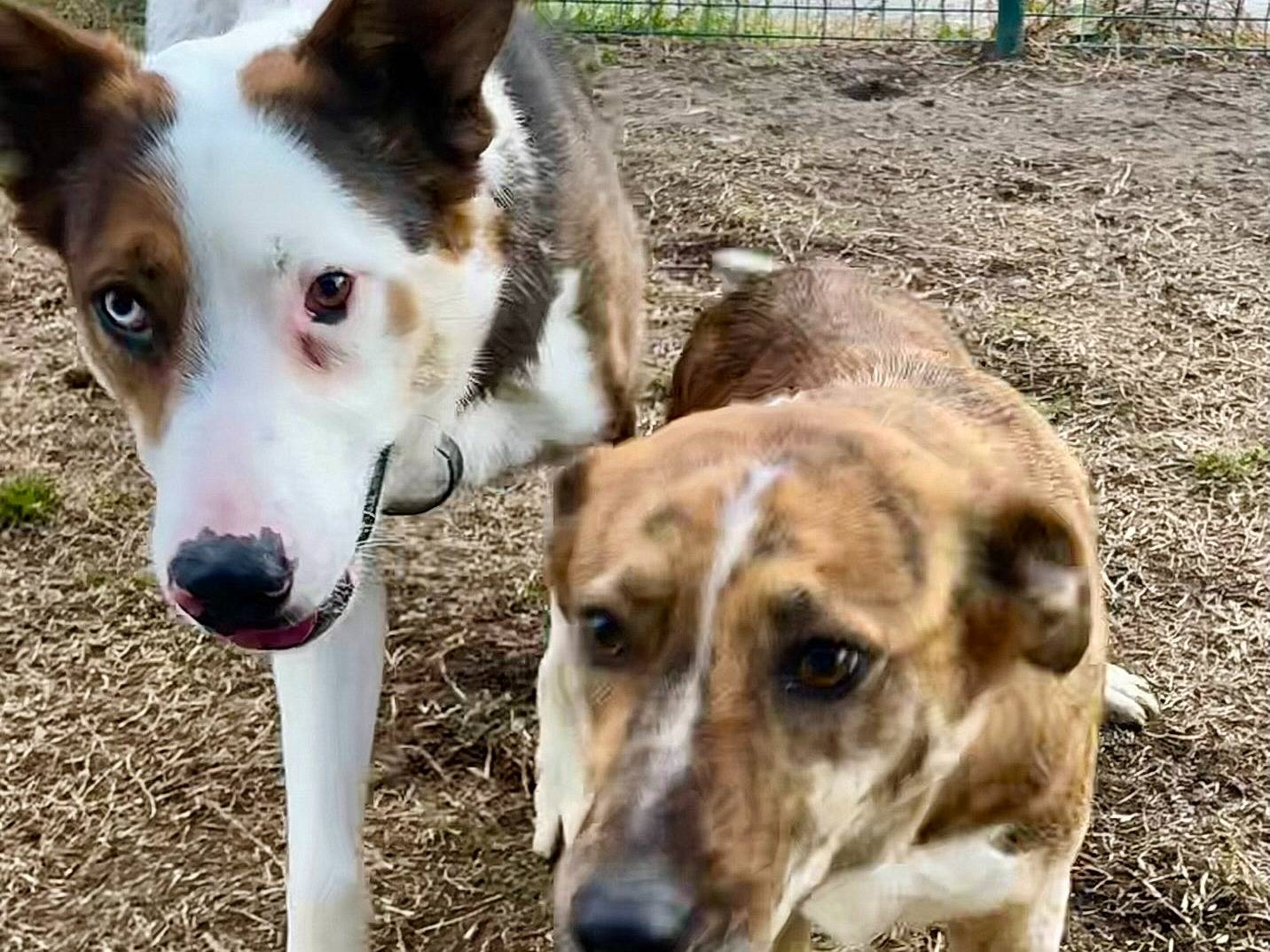 Adotta il cane Nairobi a Torino