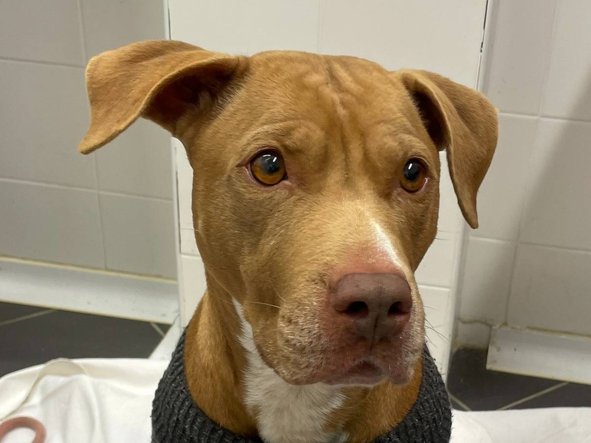 Adozione cane, femmina, Pitbull Razza sconosciuta, 7 anni  e 9 mesi , taglia media, Torino