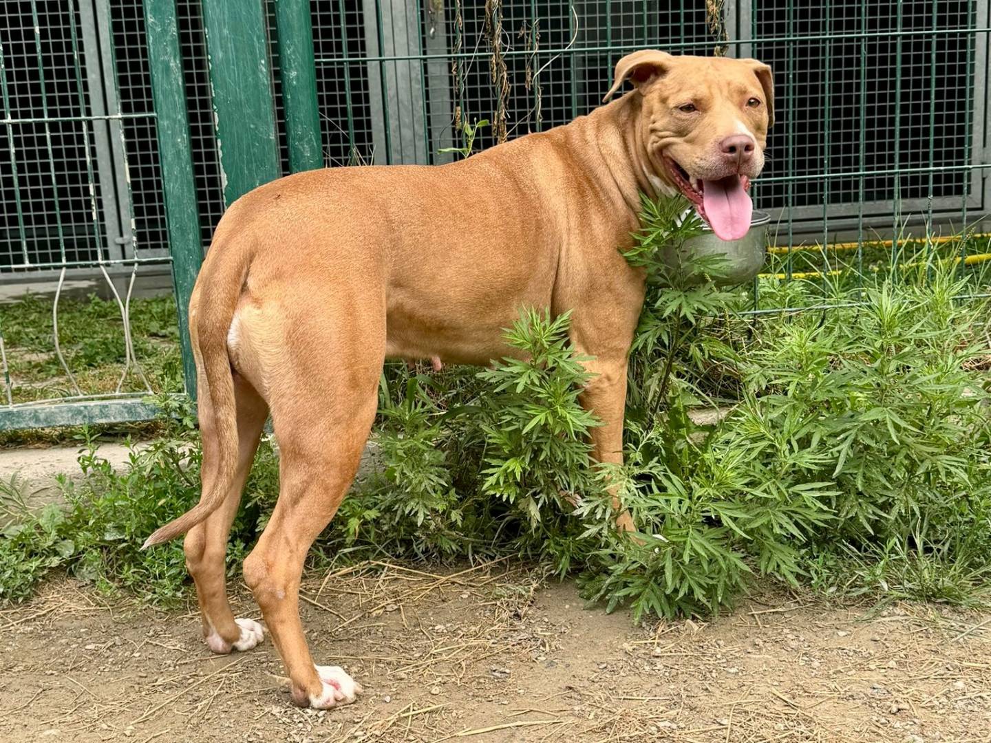 Adotta un cane, taglia media, femmina, Torino