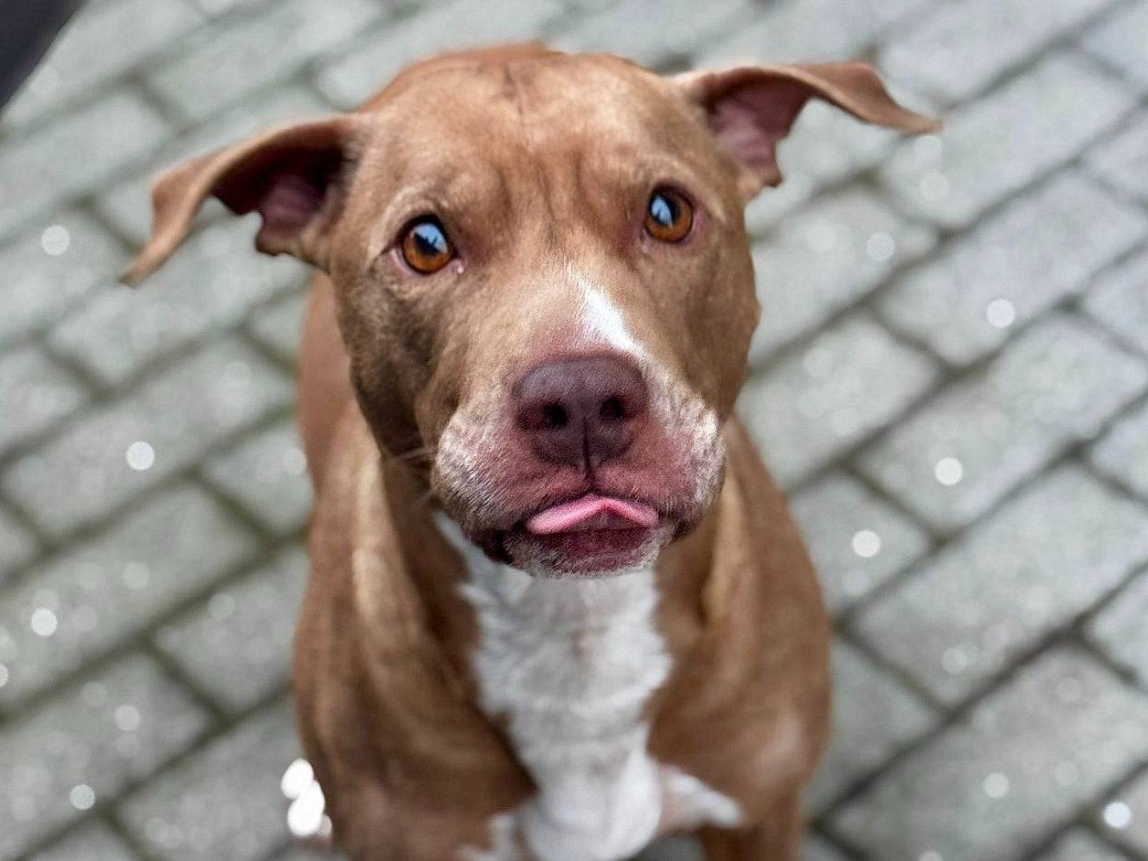 Vuoi adottare un cane a Torino?