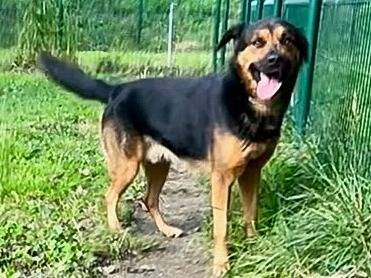 Adozione cane, maschio, Razza sconosciuta Razza sconosciuta, 6 anni  e 9 mesi , taglia grande, Torino