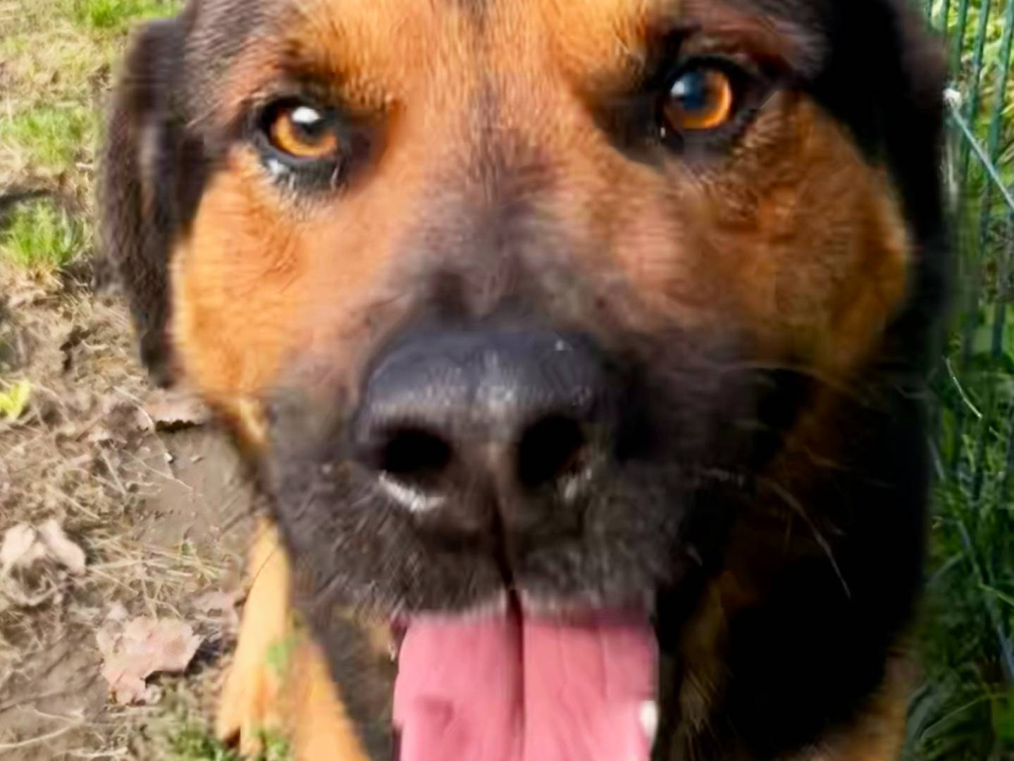 Adotta un cane, maschio, 6 anni  e 9 mesi , Torino