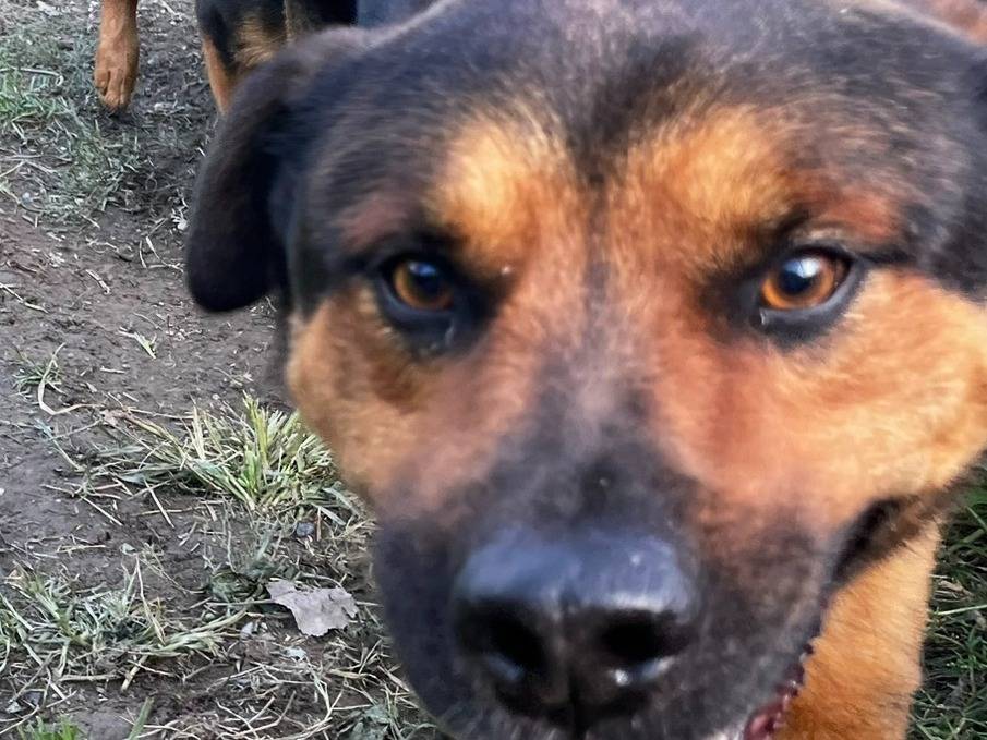 Vuoi adottare un cane a Torino?