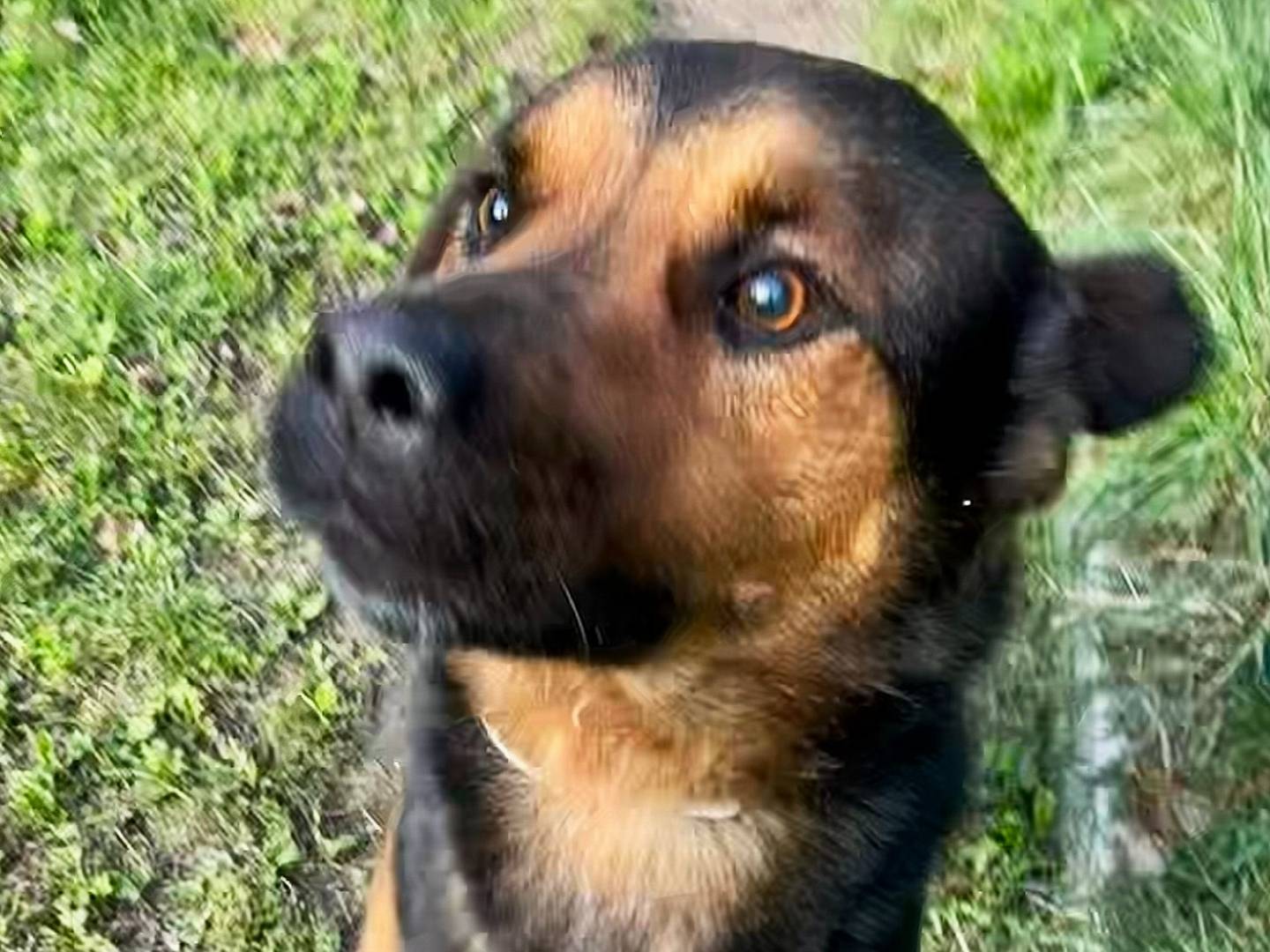 Adotta il cane Buddy a Torino