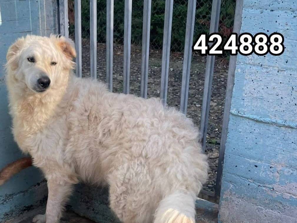 Adozione cane, maschio, Razza sconosciuta Razza sconosciuta, 2 anni e 5 mesi, taglia media, Crotone