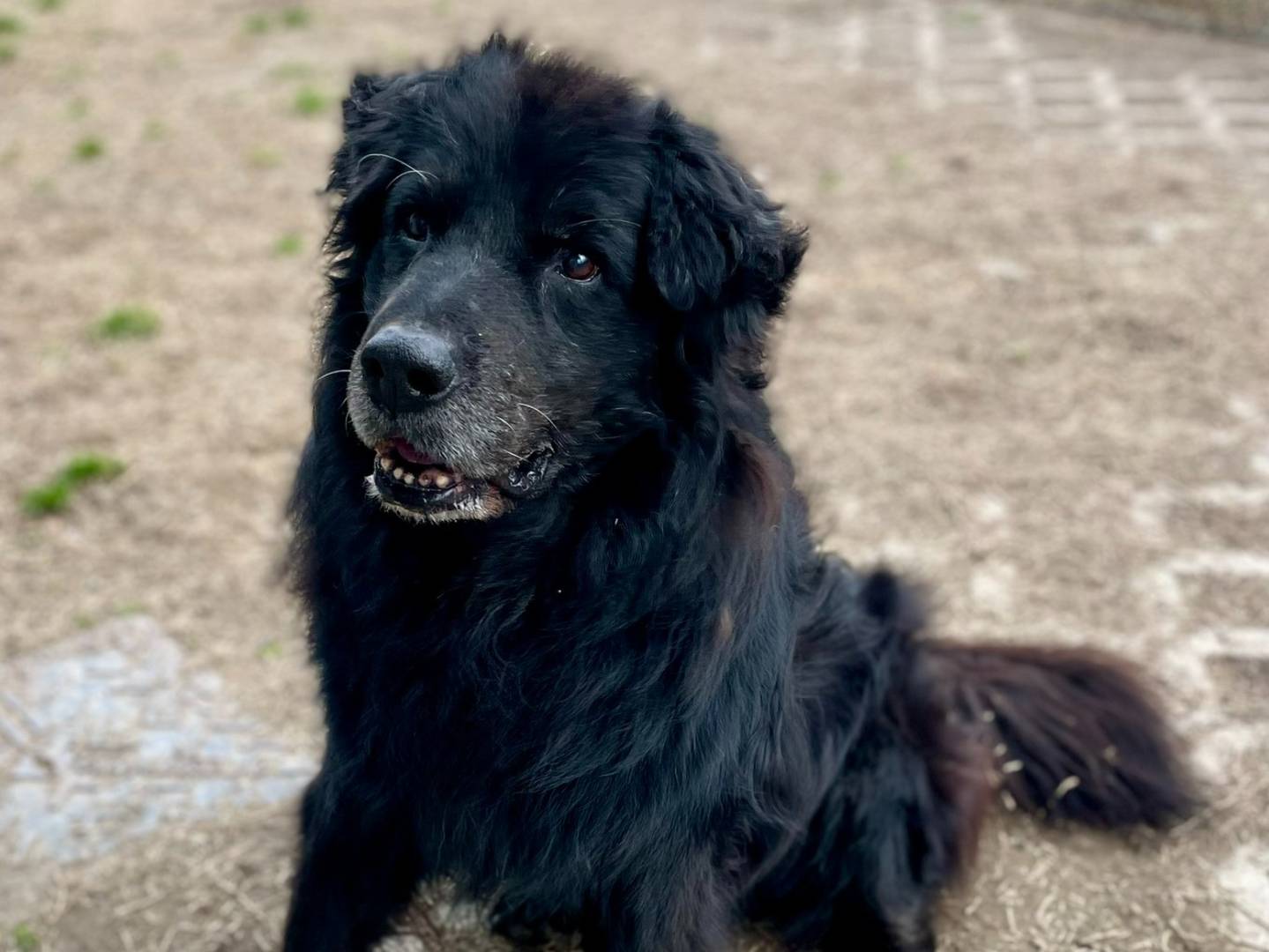 Adotta un cane, maschio, 7 anni  e 4 mesi , Torino