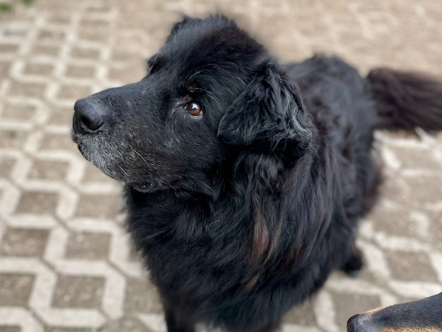 Adotta il cane Marcello a Torino
