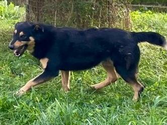 Adotta un cane, maschio, 9 anni  e 3 mesi , Torino