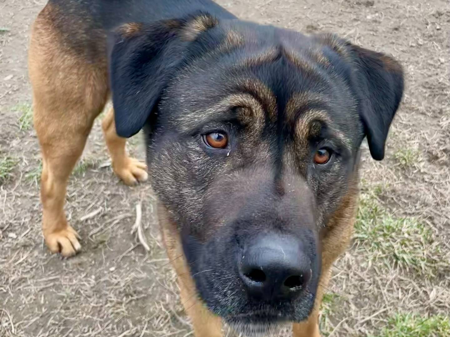 Adotta un cane, maschio, 2 anni  e 10 mesi , Torino