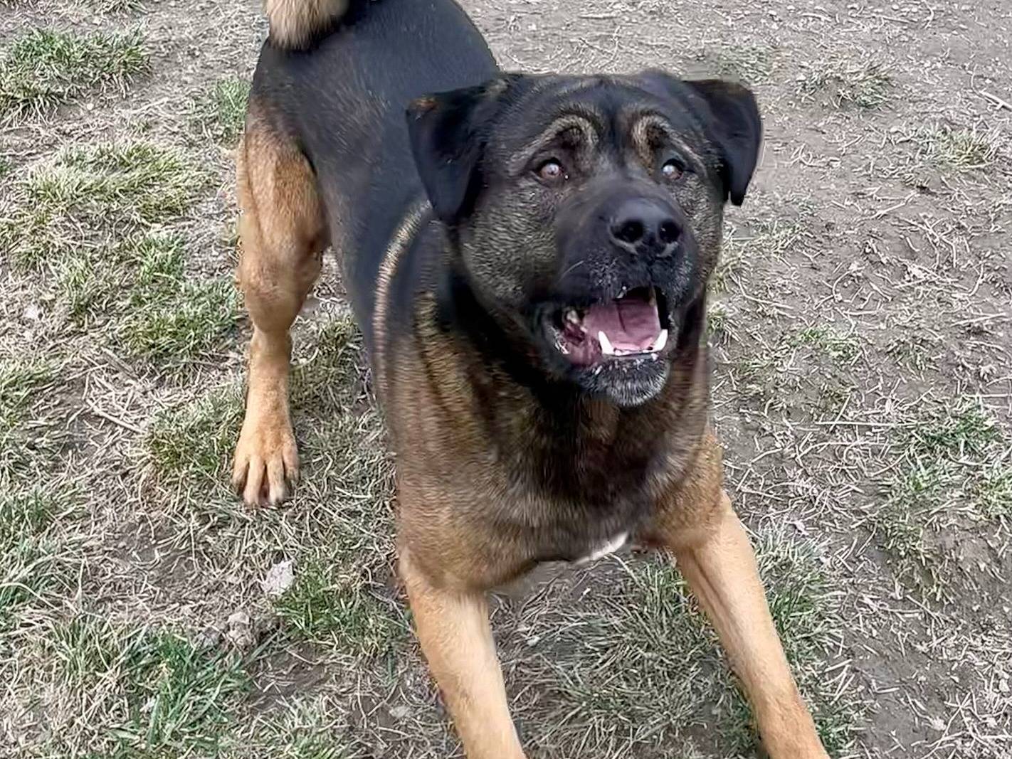 Adotta un cane, taglia gigante, maschio, Torino