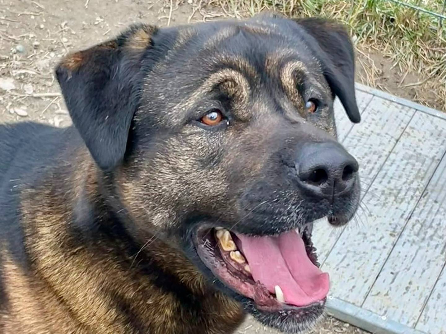 Vuoi adottare un cane a Torino?
