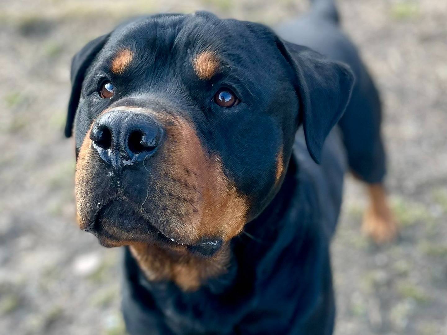 Foto dell'animale