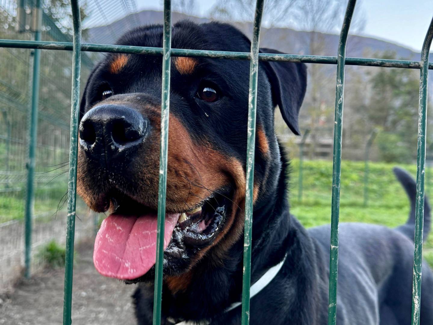 Adotta un cane, maschio, 4 anni  e 10 mesi , Torino