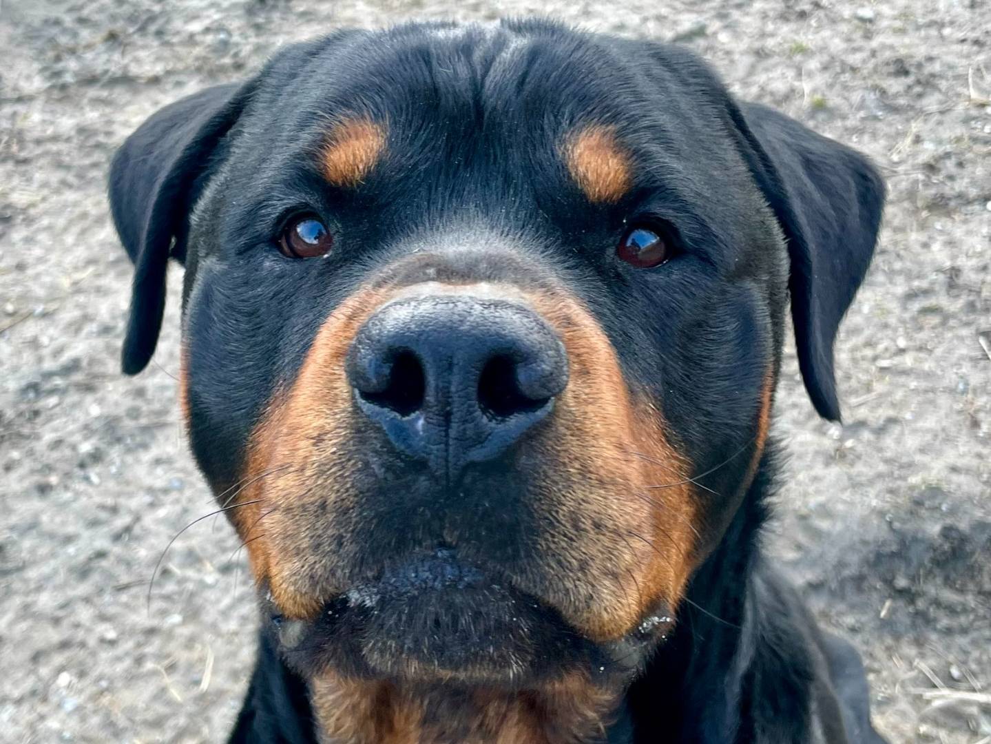 Adotta un cane, taglia gigante, maschio, Torino