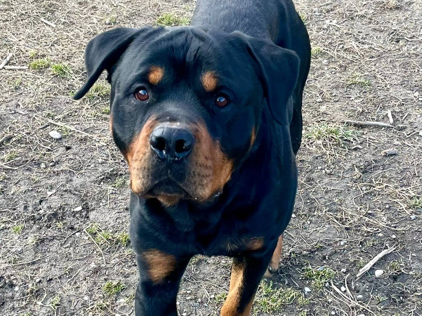 Vuoi adottare un cane a Torino?