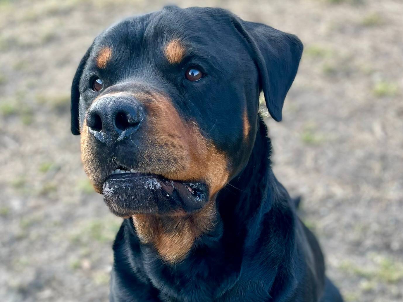 Adotta il cane Pino a Torino