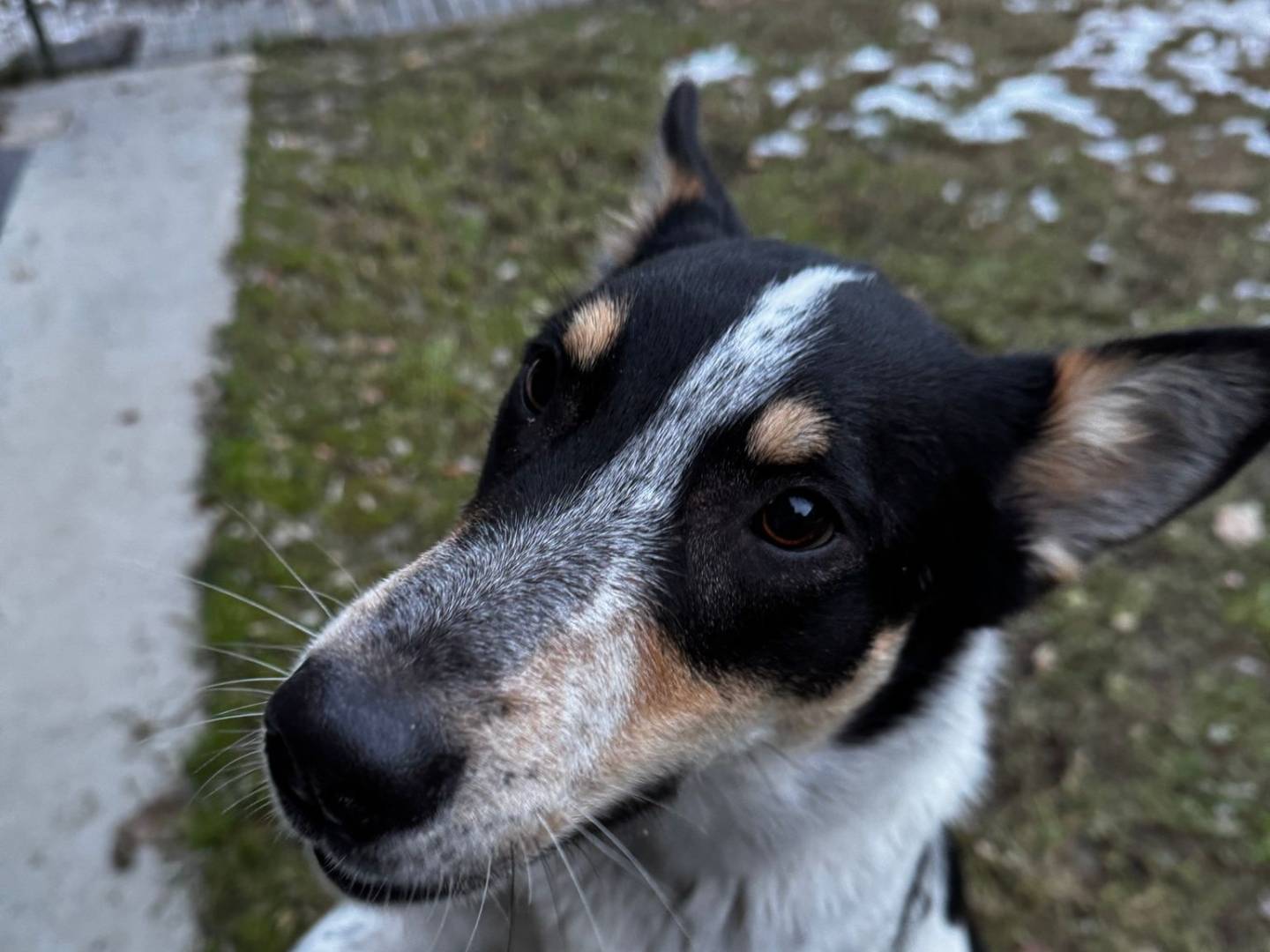 Adotta un cane, taglia media contenuta, femmina, Torino