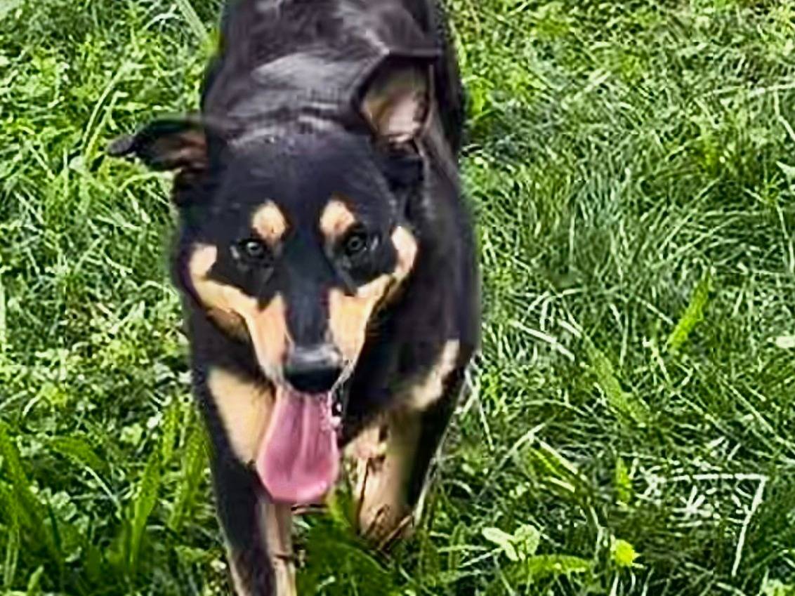 Adotta un cane, taglia media, maschio, Torino