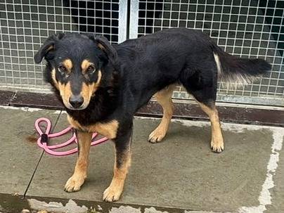 Adotta il cane Alberto a Torino
