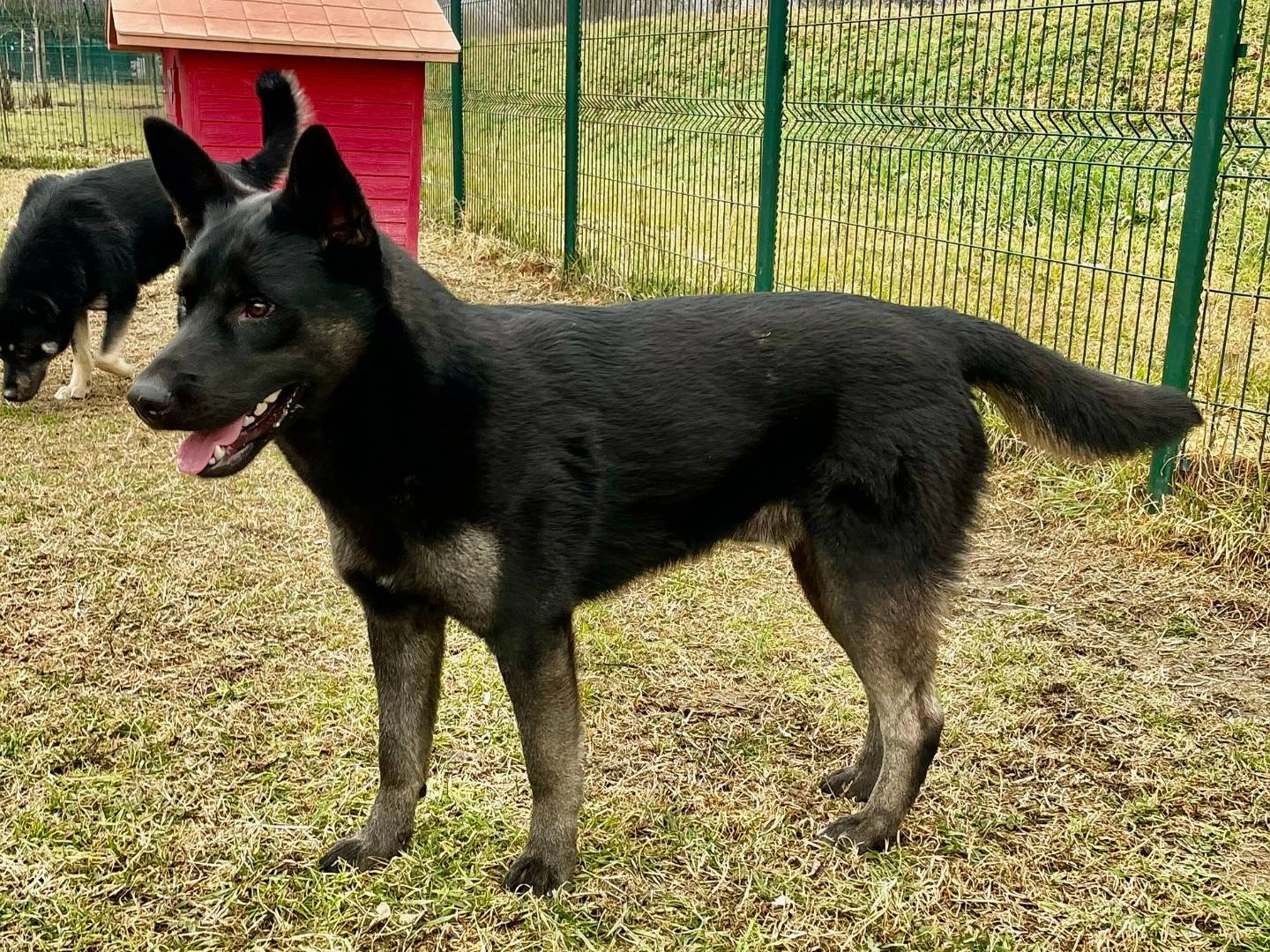 Adotta un cane, maschio, 1 anno e 7 mesi , Torino
