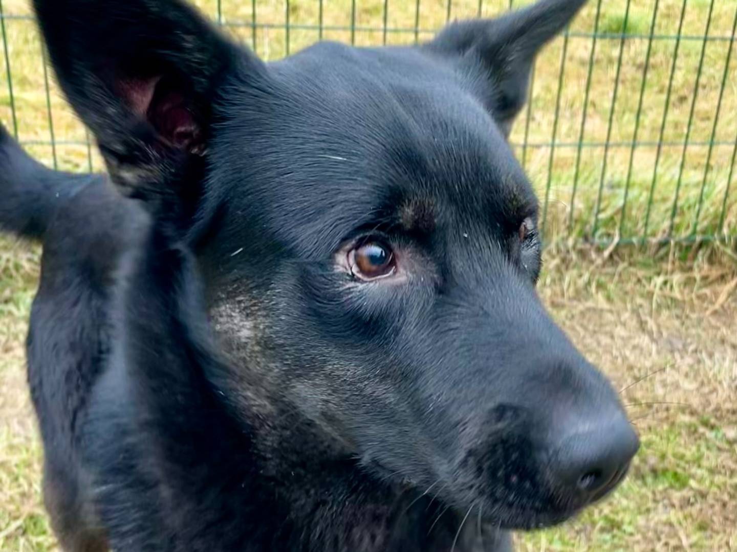 Adotta un cane, taglia media, maschio, Torino