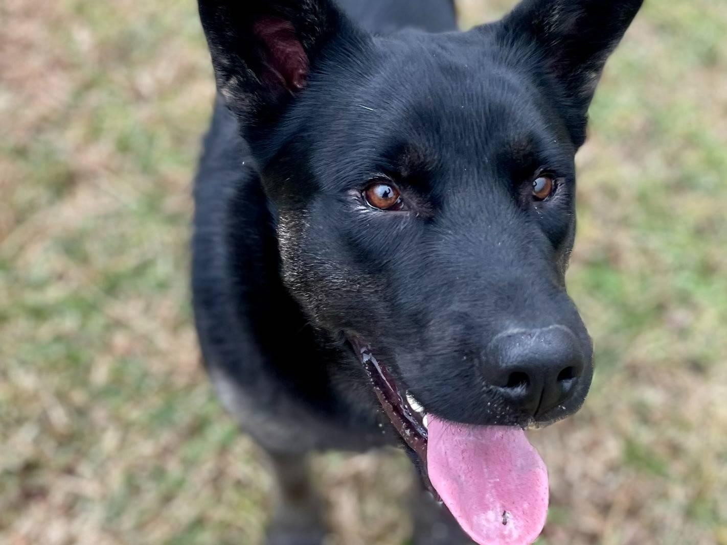 Vuoi adottare un cane a Torino?