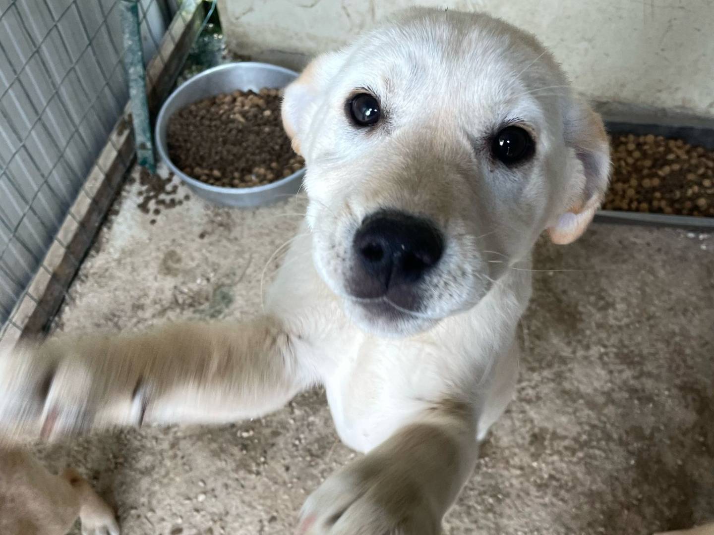 Adozione cane, femmina, Razza sconosciuta Razza sconosciuta, 1 anno e 1 mese, taglia media, Frosinone
