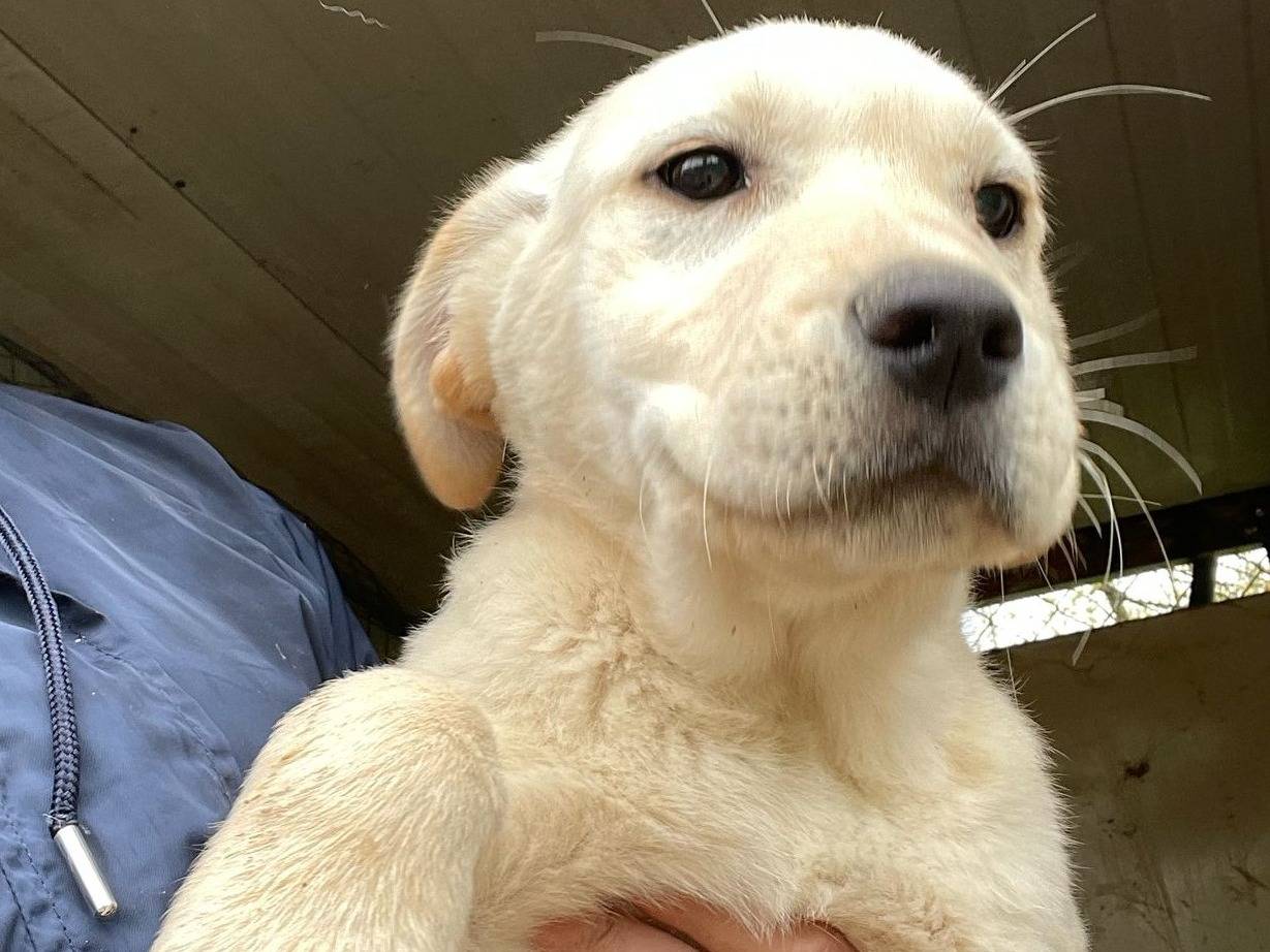 Vuoi adottare un cane a Frosinone?