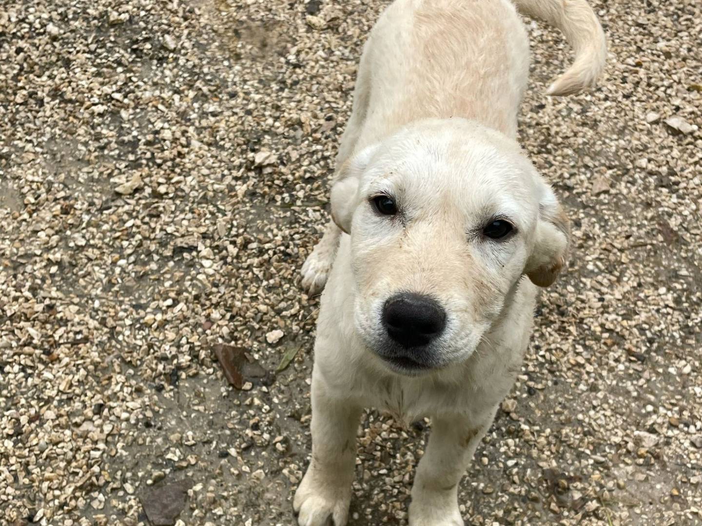 Adotta il cane COLOMBINA a Frosinone
