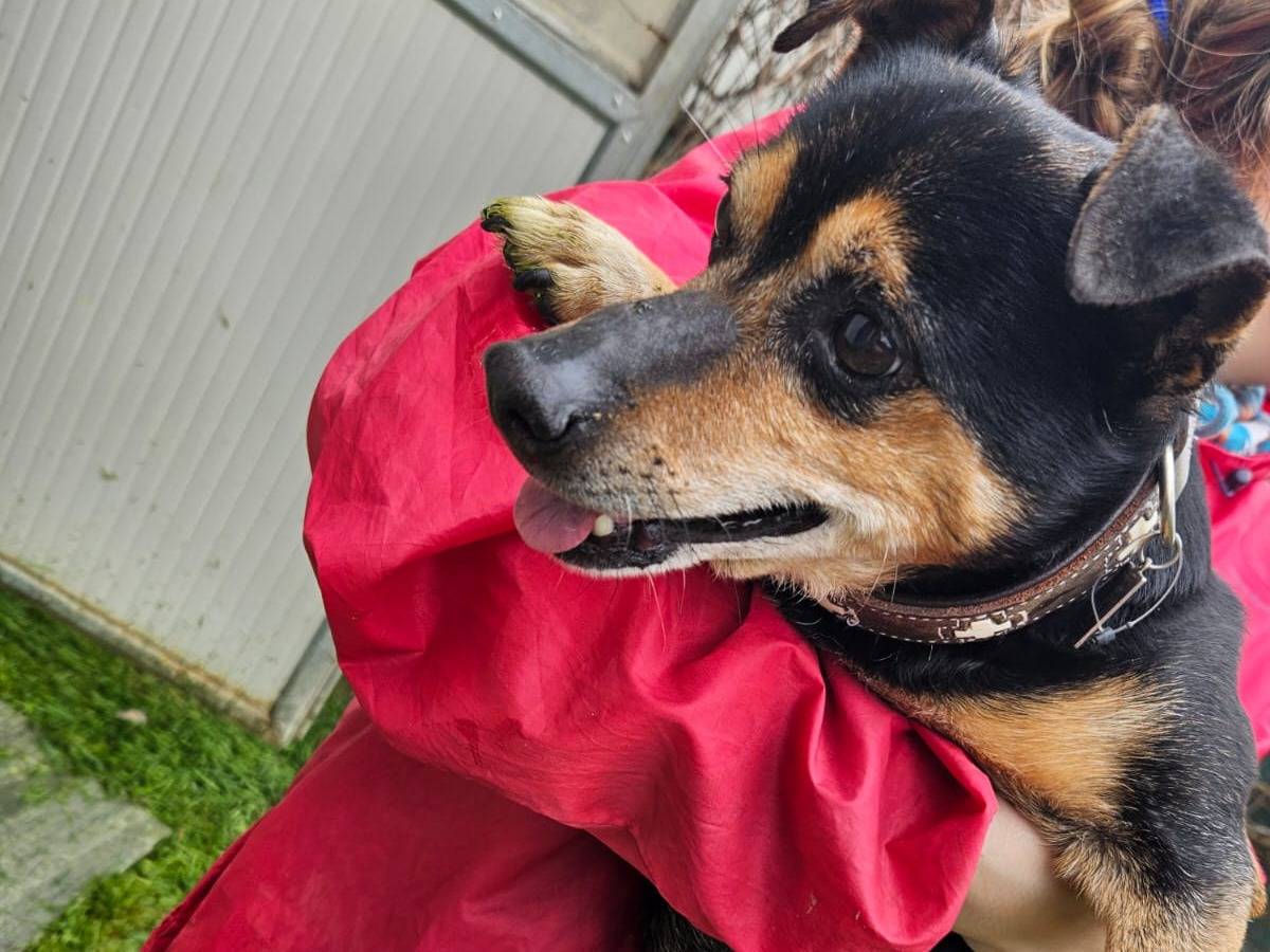Adotta un cane, maschio, 13 anni , Asti