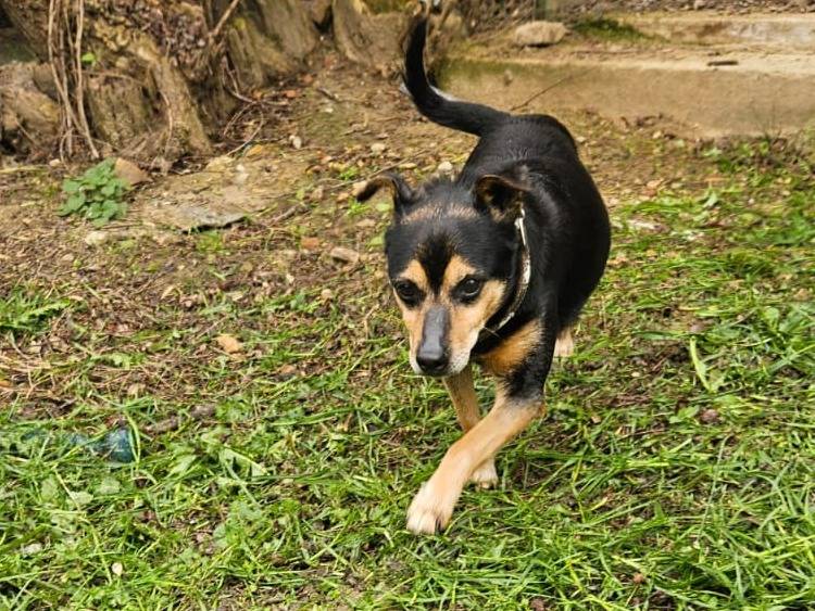 Adotta un cane, taglia piccola, maschio, Asti
