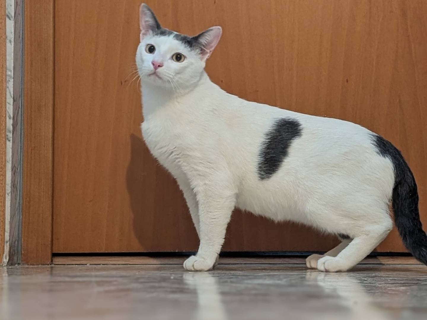 Adotta un gatto, maschio, 2 anni, Bari