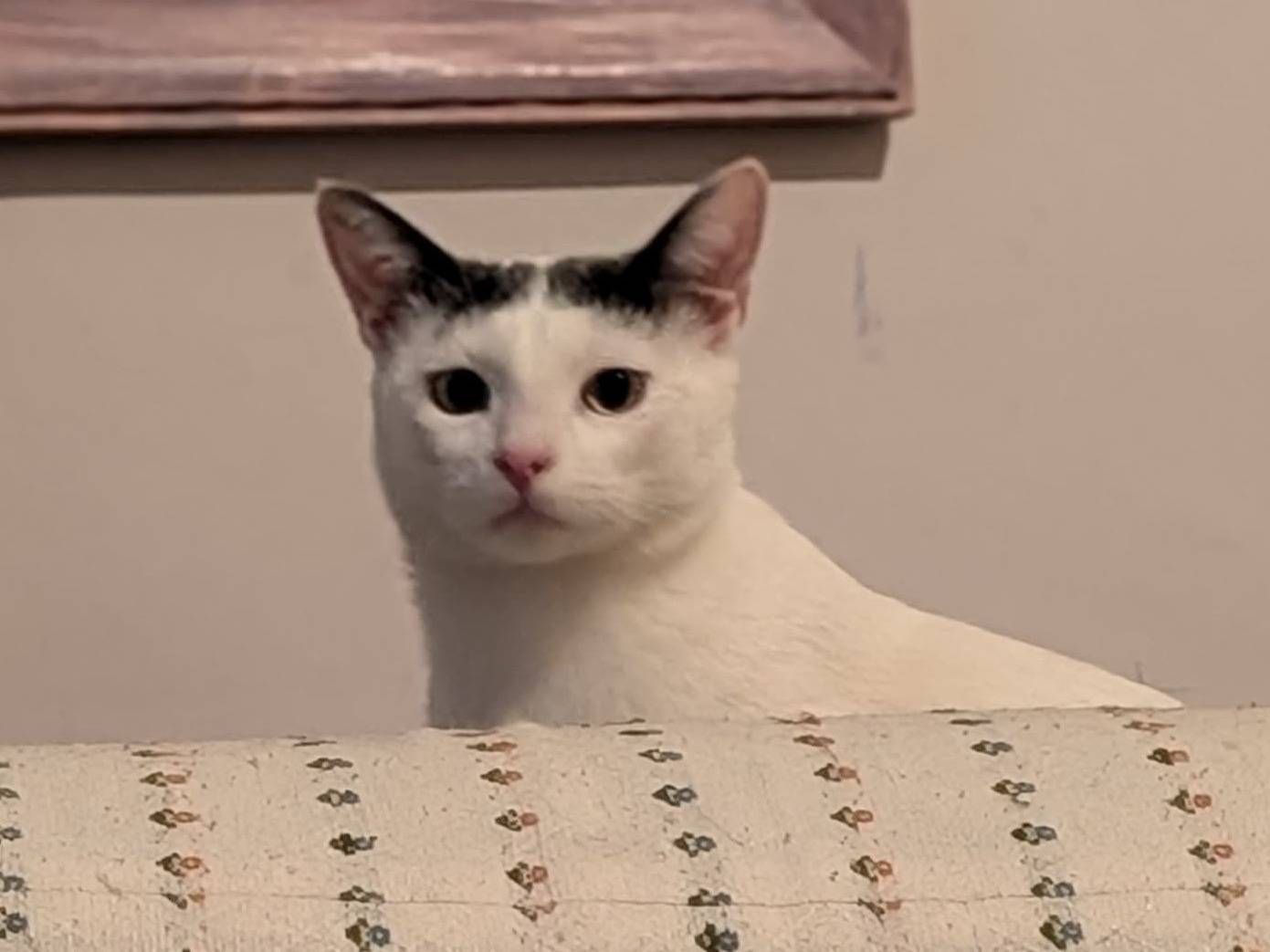 Adotta un gatto, taglia non valida, maschio, Bari