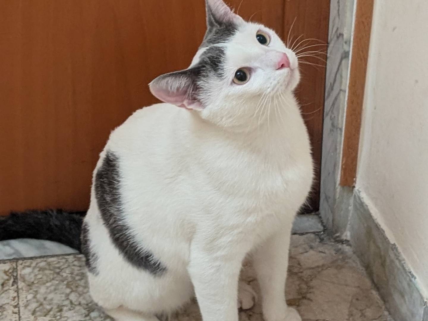 Vuoi adottare un gatto a Bari?