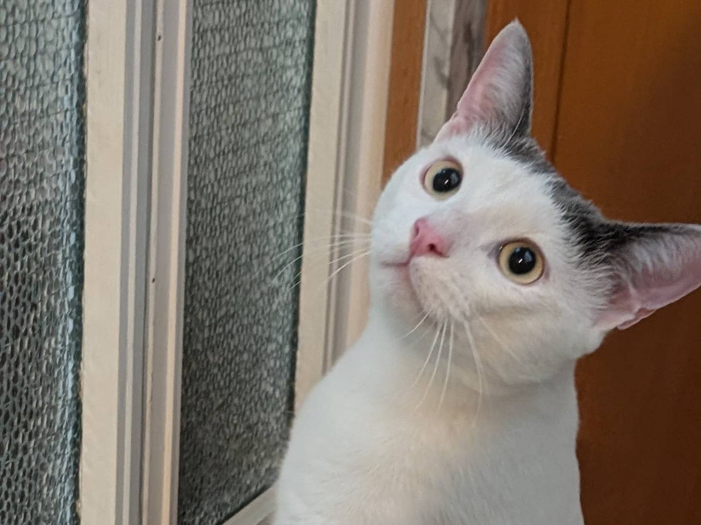 Adotta il gatto Biankì a Bari