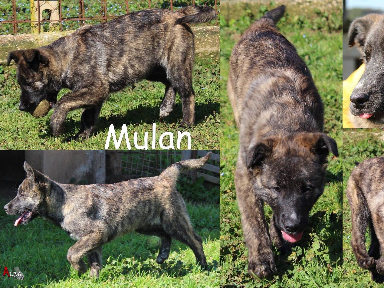Adozione cane, femmina, Razza sconosciuta Razza sconosciuta, 1 anno e 6 mesi, taglia grande, Roma