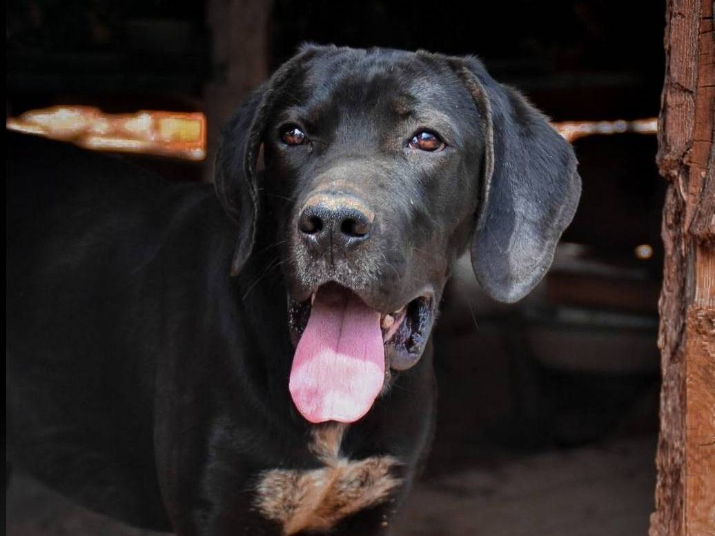 Adotta un cane, maschio, 2 anni  e 6 mesi , Crotone