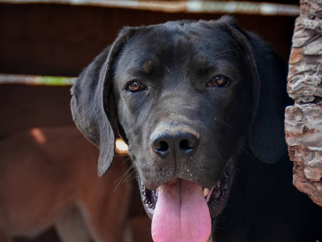 Adotta il cane ultimo a Crotone