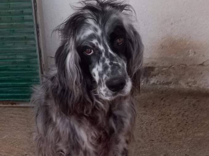Foto dell'animale