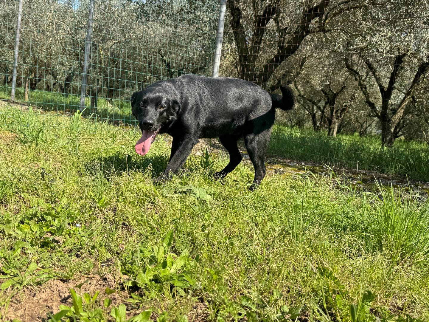 Adotta un cane, taglia media, maschio, Caserta