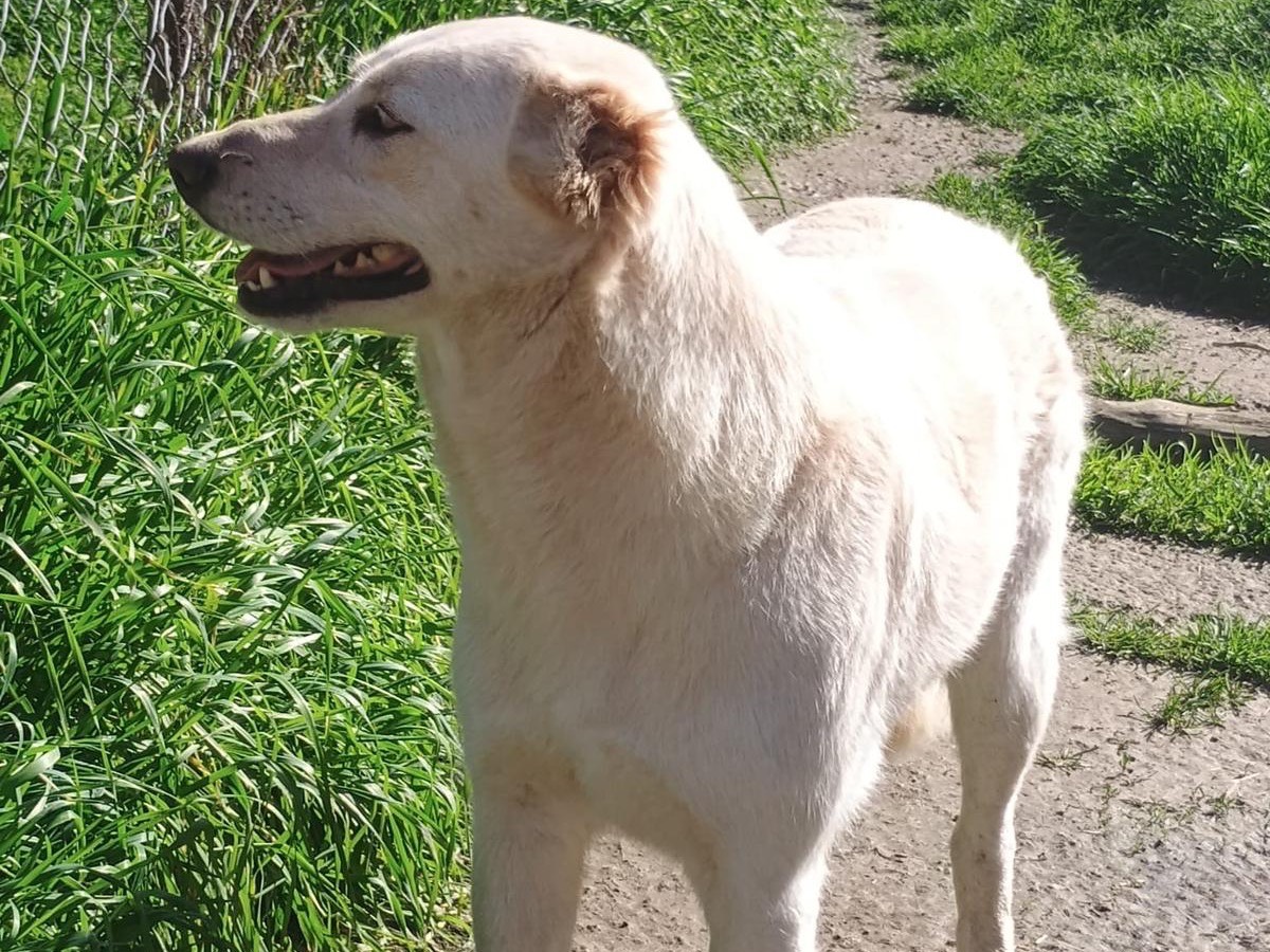 Adotta un cane, femmina, 4 anni  e 2 mesi , Roma