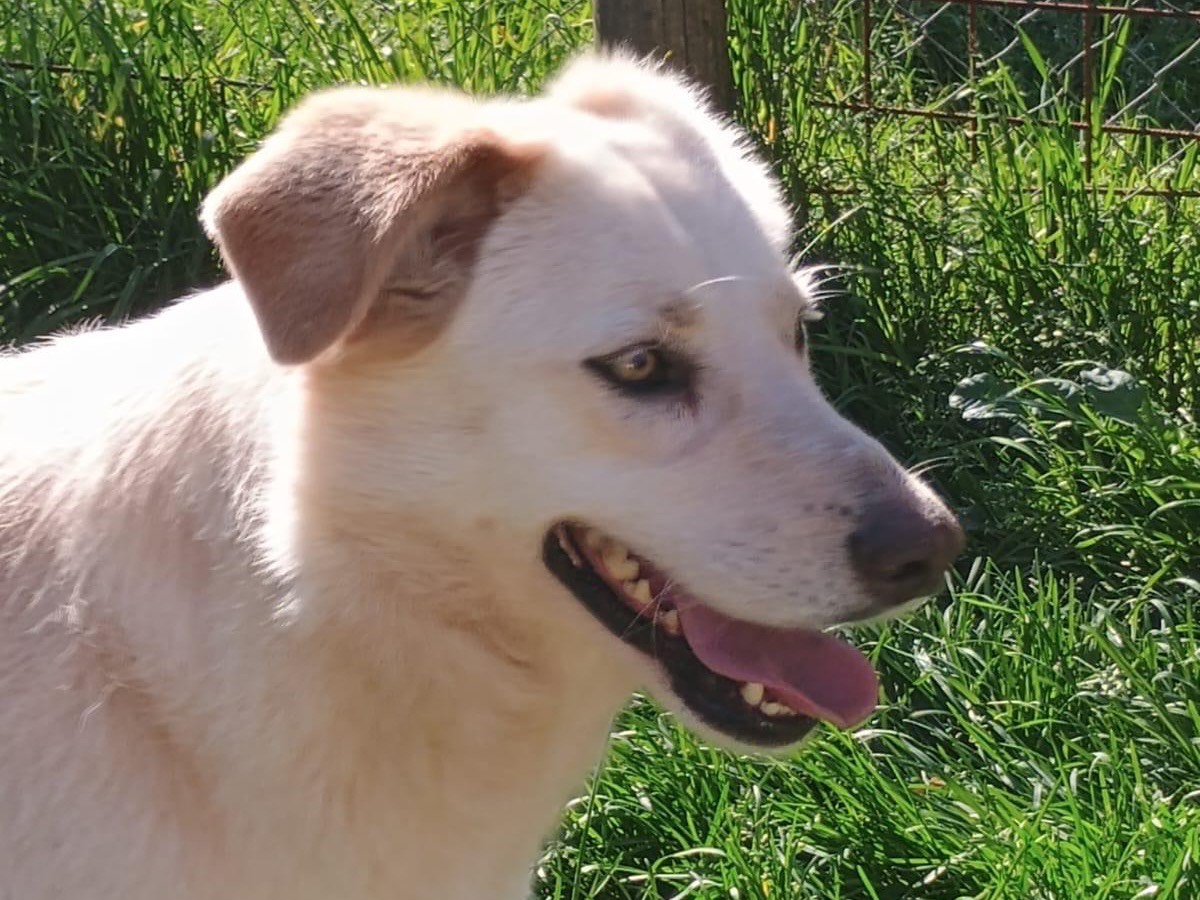 Adotta un cane, taglia grande, femmina, Roma