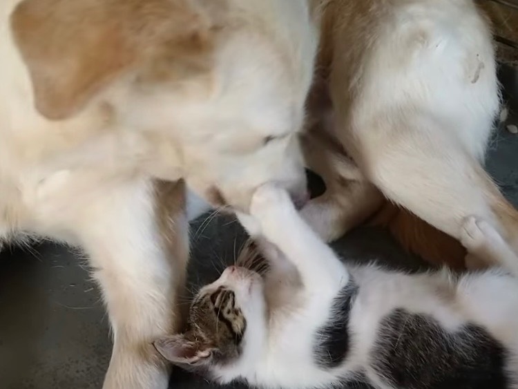 Vuoi adottare un cane a Roma?