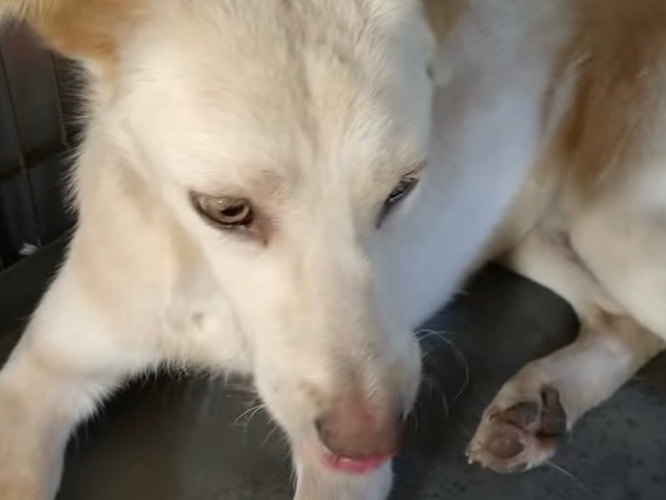 Adotta il cane Celeste a Roma