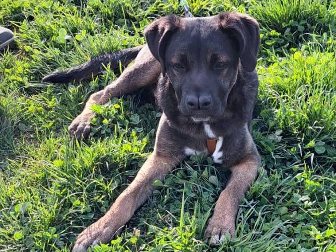 Adotta un cane, maschio, 6 mesi, Milano
