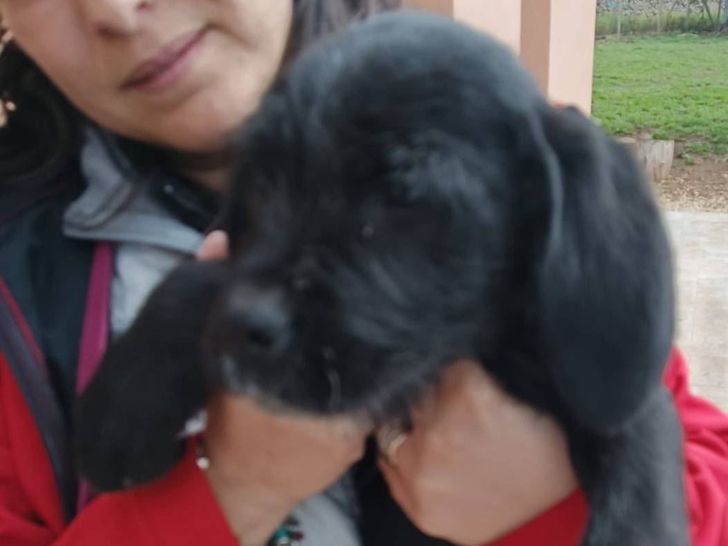 Adotta un cane, femmina, 5 mesi, Ragusa